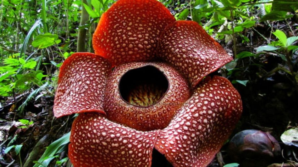 Corpse Flower Corpse Flower