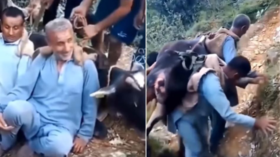 Two brothers carry sick cow on back Two brothers carry sick cow on back