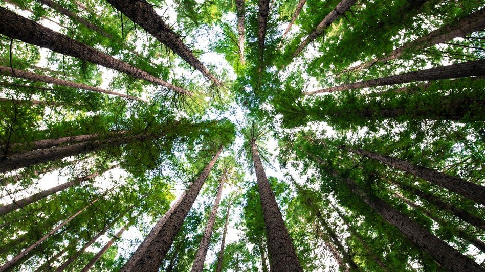 Oxygen Park (Representative Image/Unsplash) Oxygen Park (Representative Image/Unsplash)