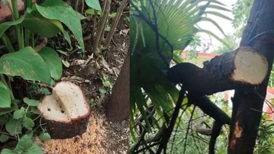 कलेक्टर बंगले से चंदन का पेड़ चोरी कलेक्टर बंगले से चंदन का पेड़ चोरी