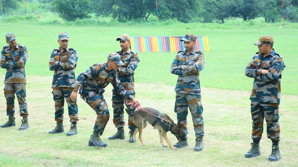 Dog Squad Dog Squad