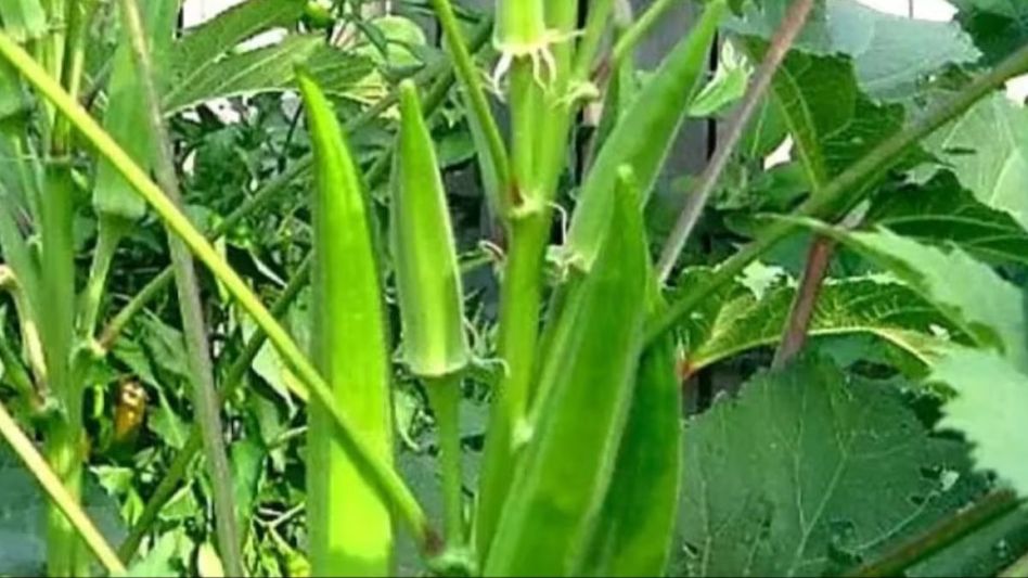 Cultivation of Lady Finger Cultivation of Lady Finger