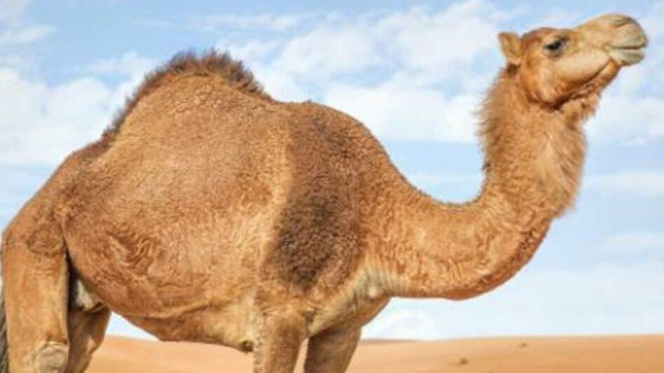 Camel Camel