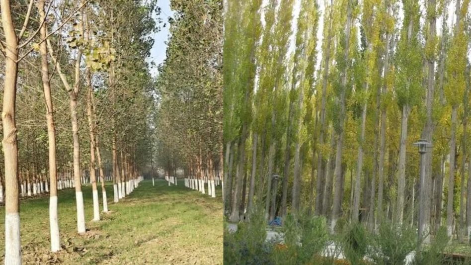 Poplar Tree Farming Poplar Tree Farming