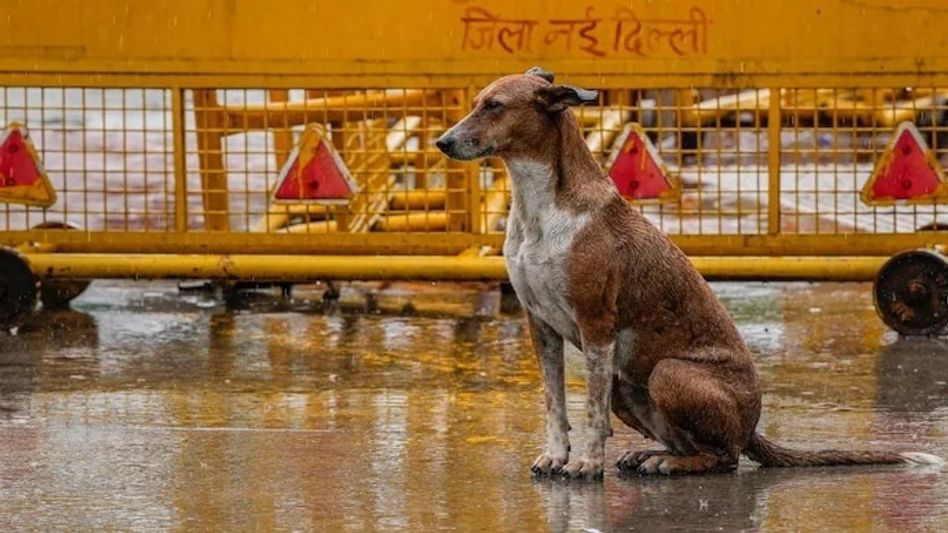 delhi stray dog delhi stray dog