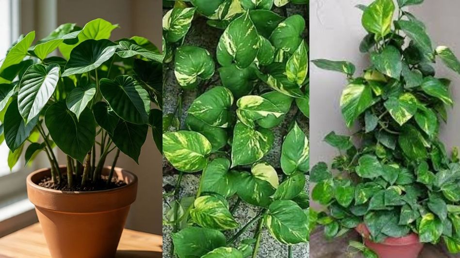 Money Plant Money Plant