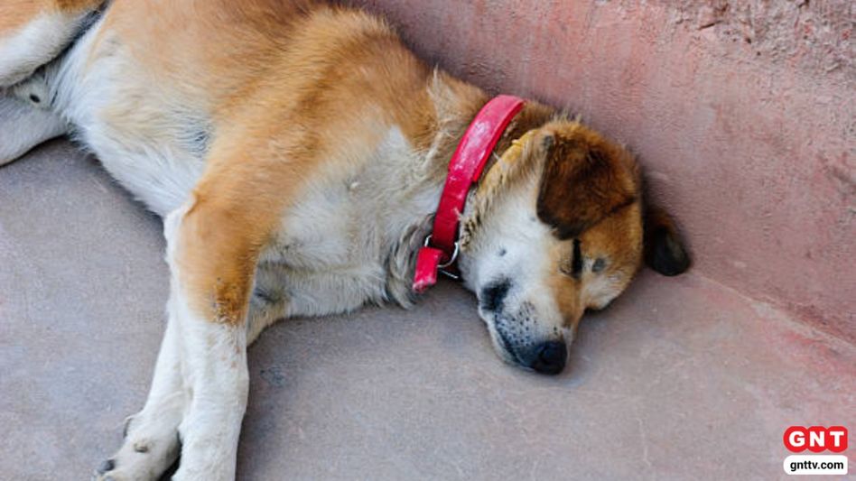 Stray Dogs in Shimla (Photo Credit: Getty) Stray Dogs in Shimla (Photo Credit: Getty)