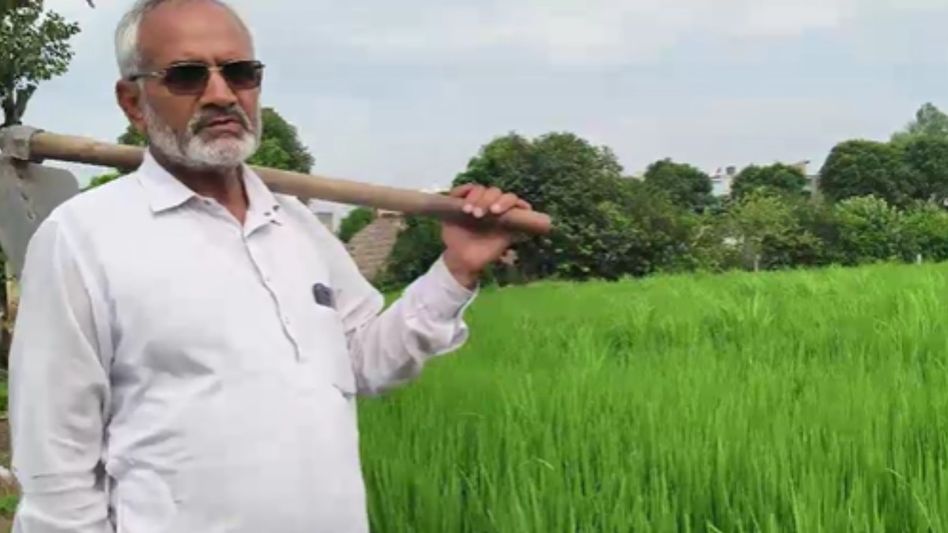Direct Seeding of Rice technique helping farmers to get more profit Direct Seeding of Rice technique helping farmers to get more profit