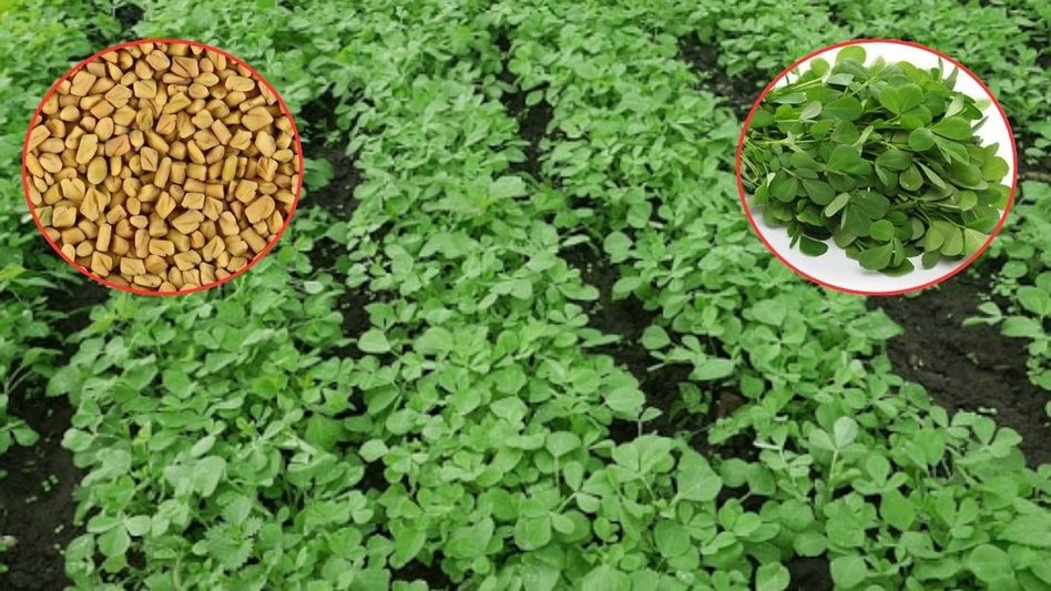 Fenugreek Farming Fenugreek Farming