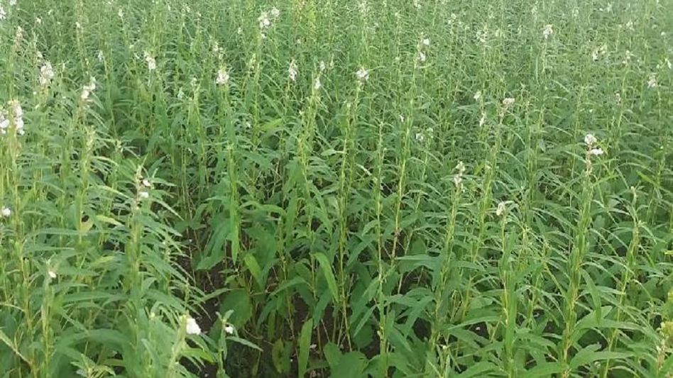 Sesame Cultivation Sesame Cultivation