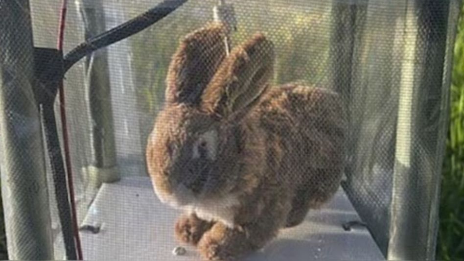 Robot Rabbit Robot Rabbit