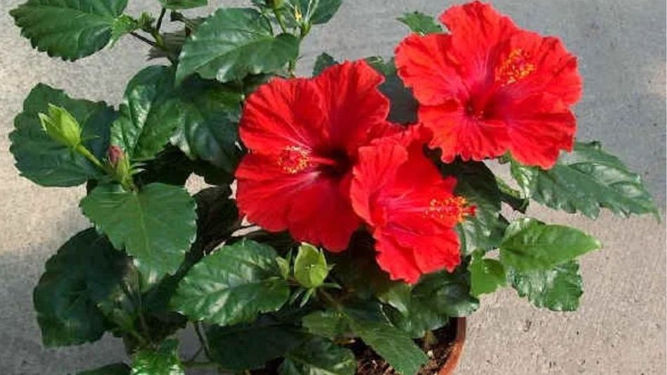 How to grow Hibiscus at home How to grow Hibiscus at home
