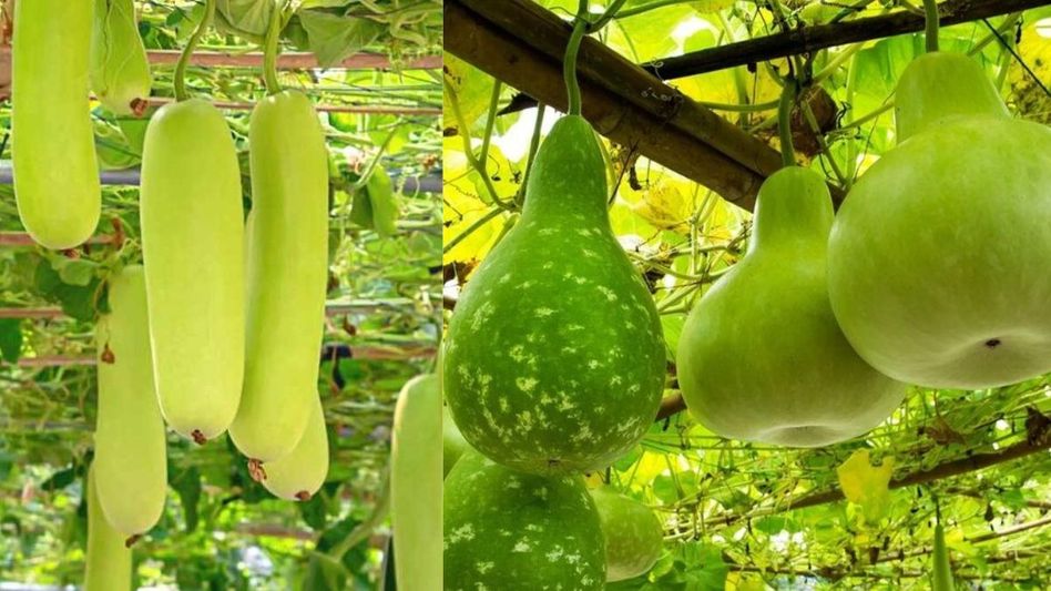 Bottle Gourd Bottle Gourd