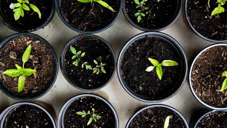 Gardening tips for beginners (Photo/Unsplash) Gardening tips for beginners (Photo/Unsplash)
