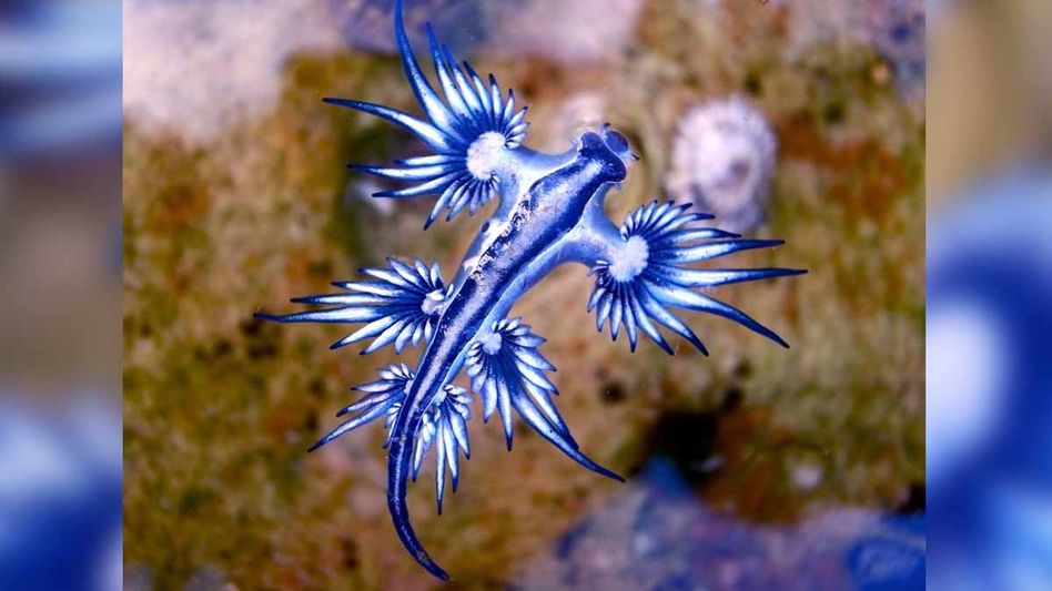 Blue Dragon Blue Dragon