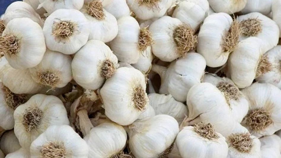 Grow Garlic At Home Grow Garlic At Home