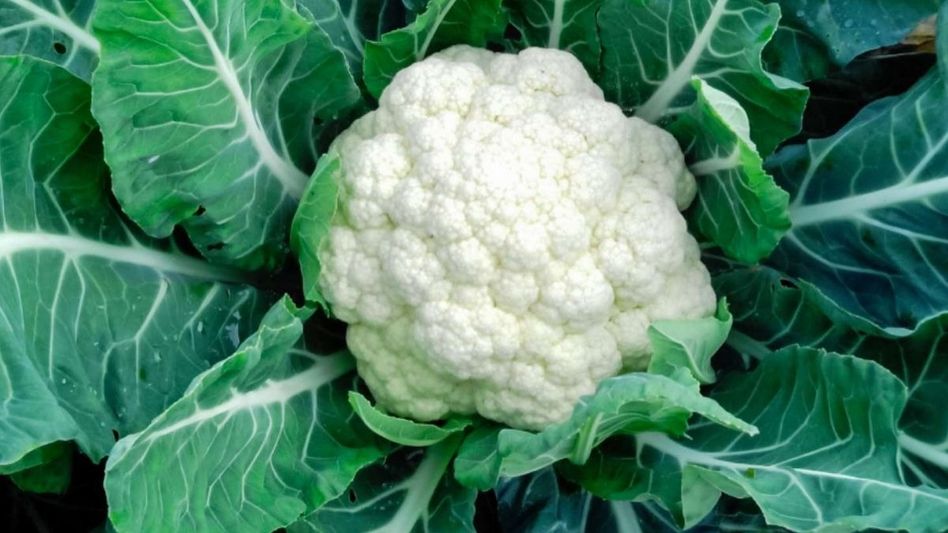 Cauliflower Cauliflower