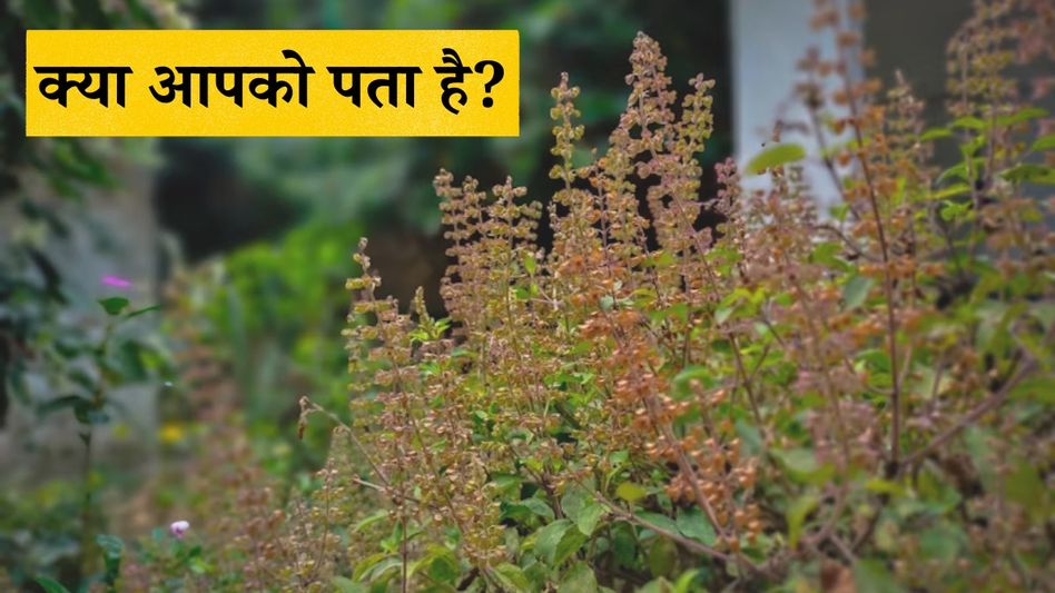 Why Tulsi is planted at home Why Tulsi is planted at home