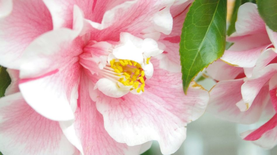 How to make plants bloom fast How to make plants bloom fast