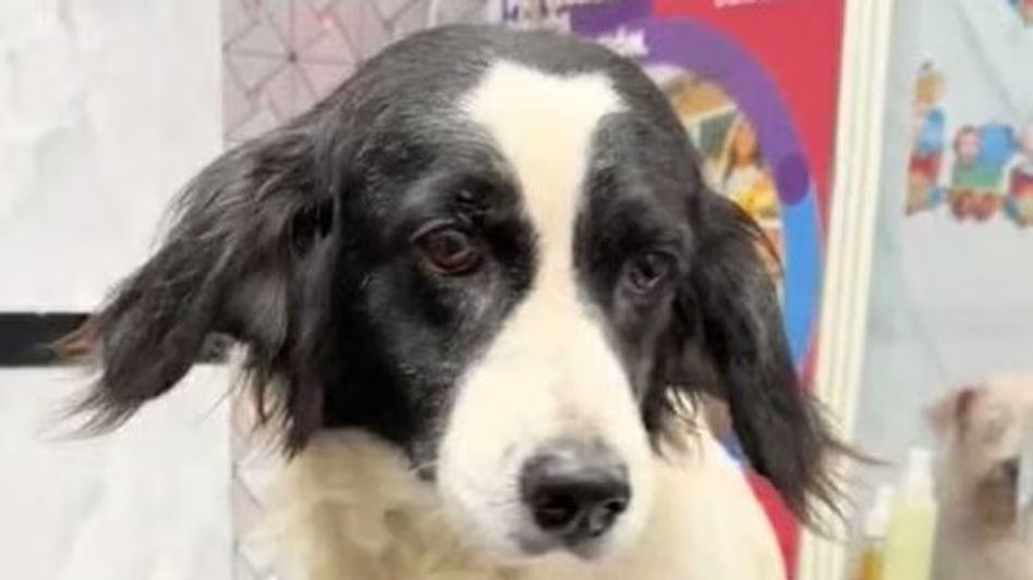 Hero Dog Machis Hero Dog Machis
