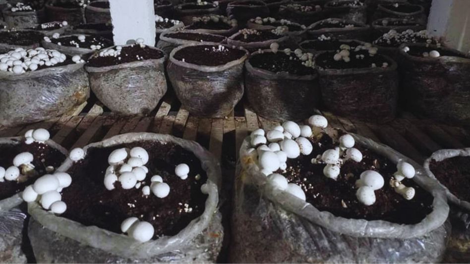 Button Mushroom Button Mushroom