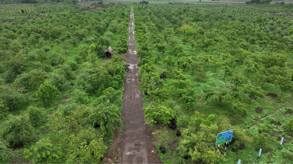 Vijayapura Transforms from Arid Land to Green Haven with 15 Million Trees in Karnataka Vijayapura Transforms from Arid Land to Green Haven with 15 Million Trees in Karnataka