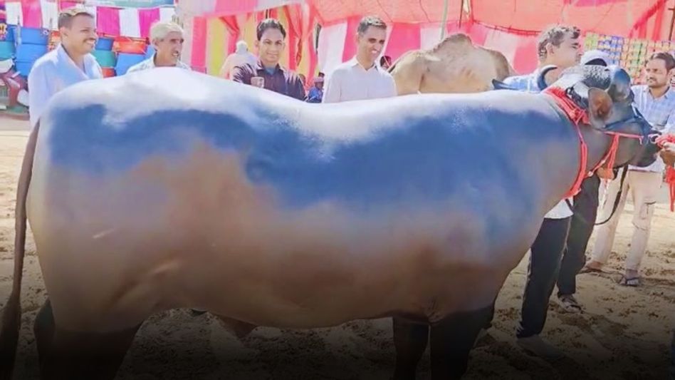 ‘सिंघम’ मुर्रा नस्ल का भैंसा है ‘सिंघम’ मुर्रा नस्ल का भैंसा है
