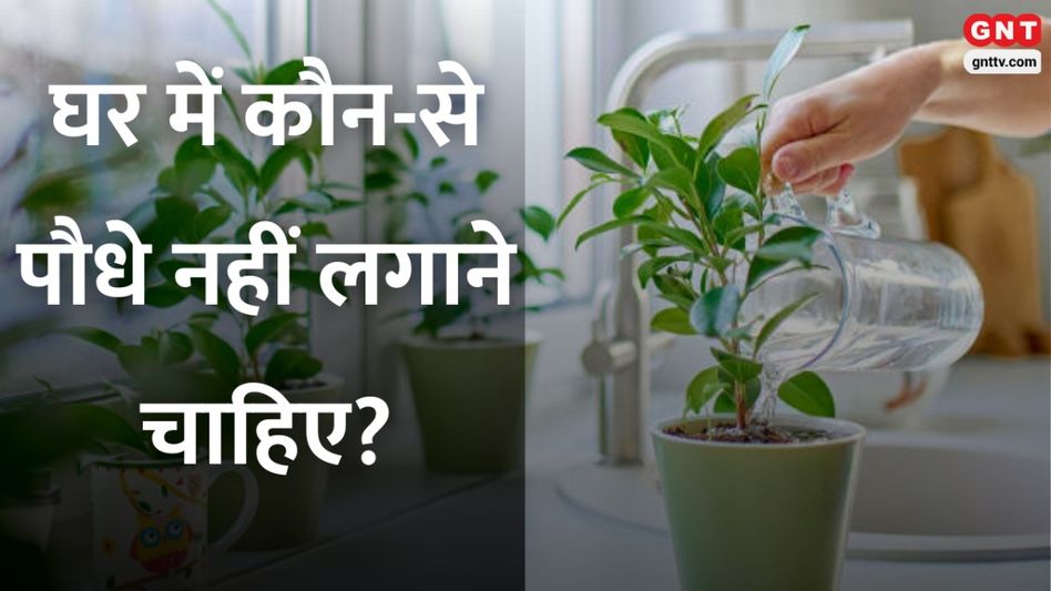 Bad Plants For Home (Photo Credit: Getty) Bad Plants For Home (Photo Credit: Getty)