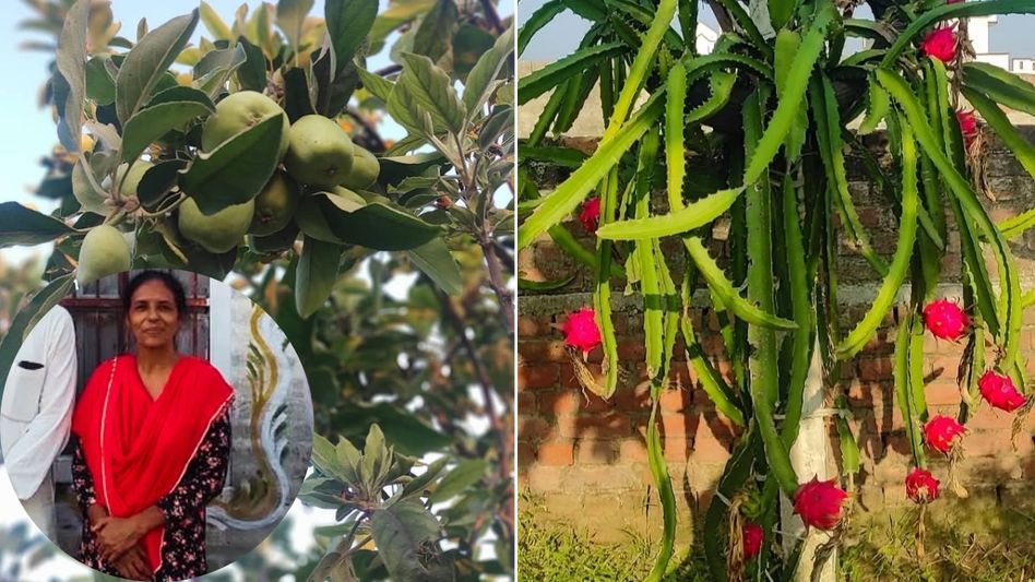 Kulraj Natural Farm (Photo: Instagram/@kulraj_natural_farm) Kulraj Natural Farm (Photo: Instagram/@kulraj_natural_farm)