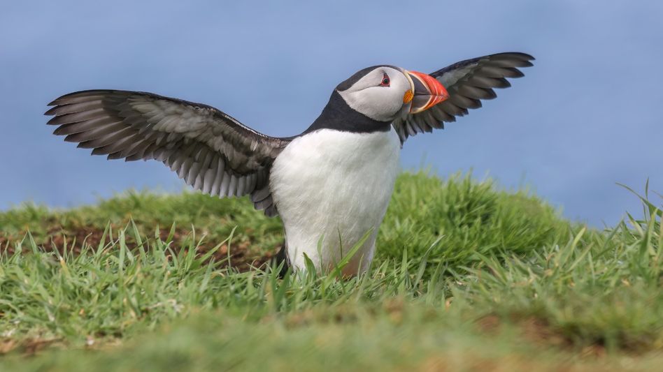 Atlantic Puffins (Photo: Wikipedia) Atlantic Puffins (Photo: Wikipedia)