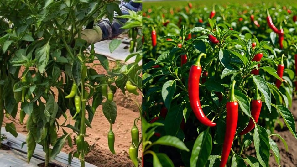 Chilli Cultivation Chilli Cultivation