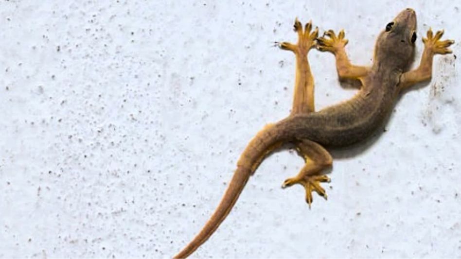 Home remedies to remove lizards Home remedies to remove lizards