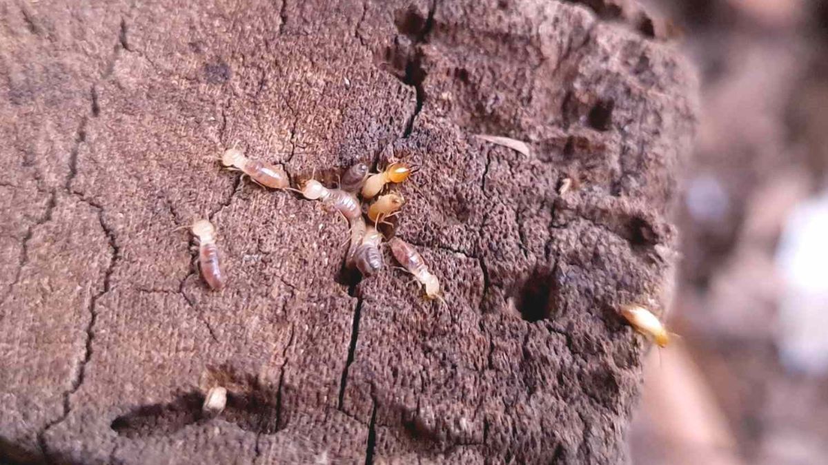 How To Get Rid of Termites