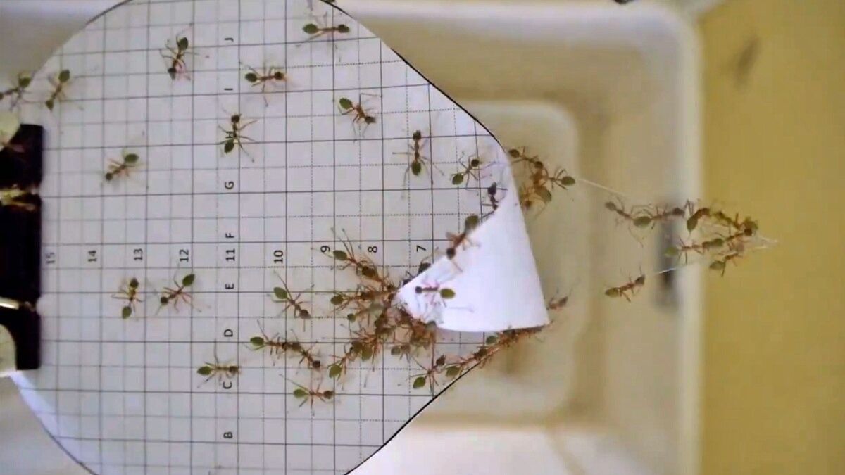 Home remedies for ants 