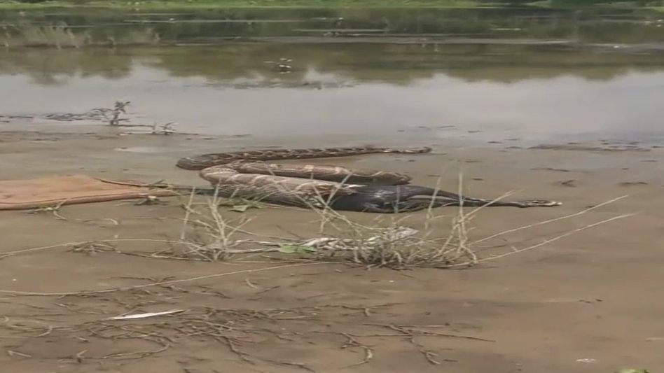 Python Swallows Dog Python Swallows Dog