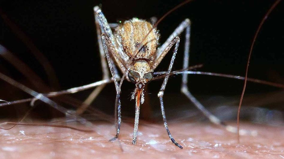 Mosquito Biofactory Mosquito Biofactory