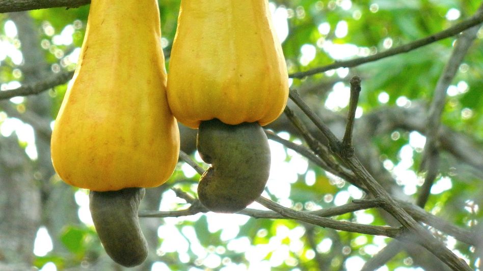 Cashew Apple (Photo: Wikipedia) Cashew Apple (Photo: Wikipedia)