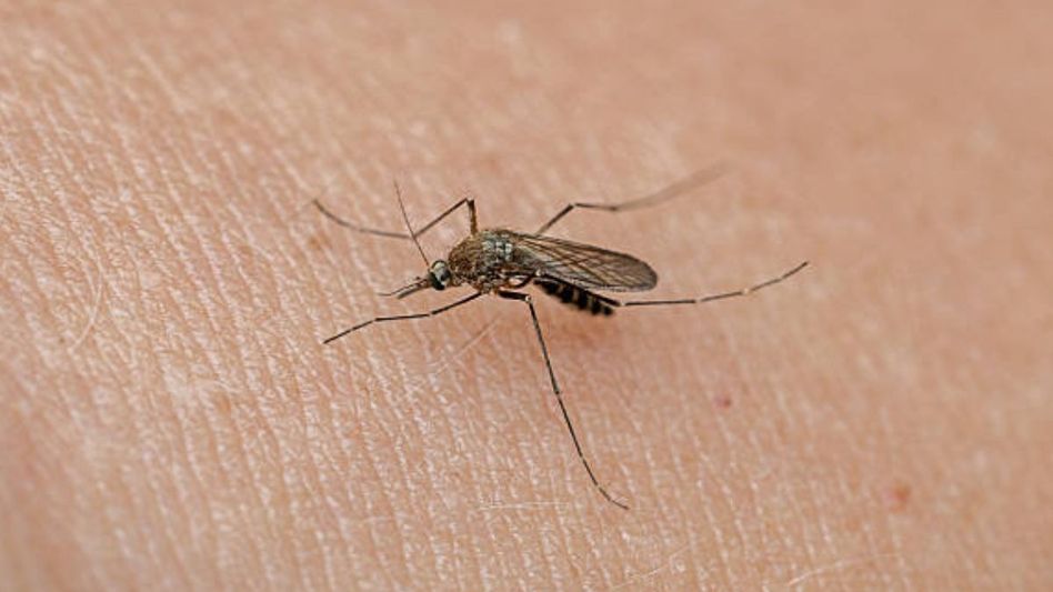 Mosquitoes bite Mosquitoes bite