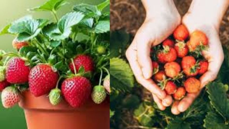 Grow Strawberry at Home Grow Strawberry at Home