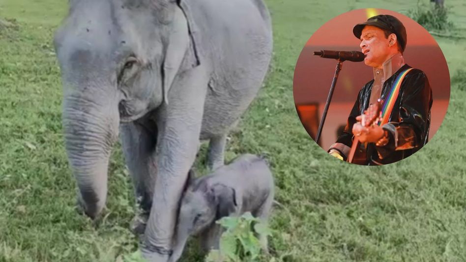 Kaziranga National Park Names New Elephant Calf Mayabini in Tribute to Late Singer Zubeen Garg Kaziranga National Park Names New Elephant Calf Mayabini in Tribute to Late Singer Zubeen Garg
