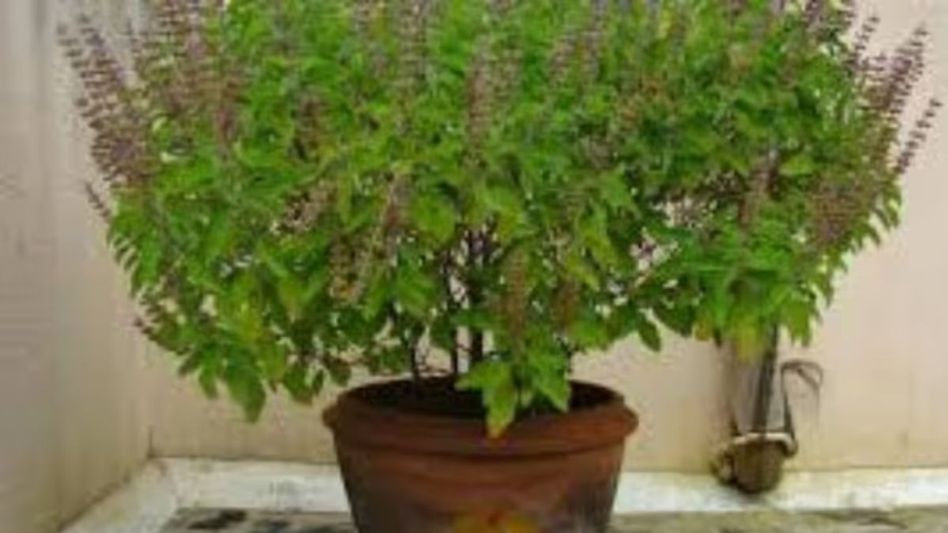 Tulsi Puja Tulsi Puja
