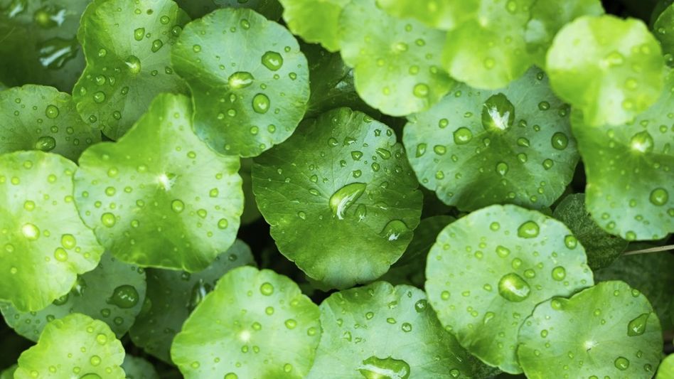 Gotu Kola Gotu Kola
