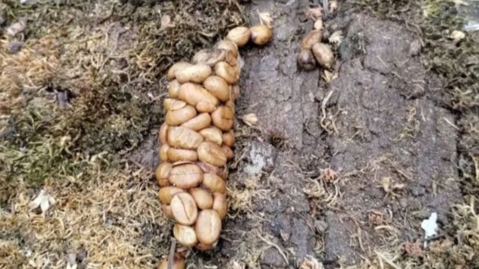 Expensive Coffee Expensive Coffee