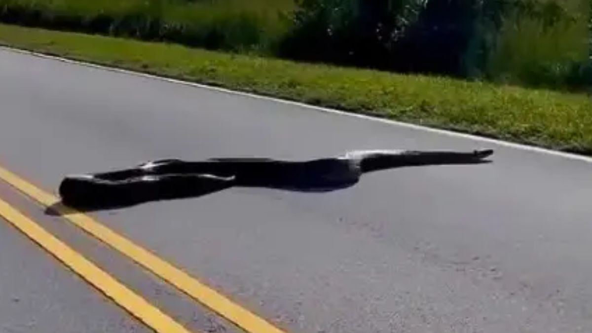 Python found on National Highway (Photo/ChatGPT) 