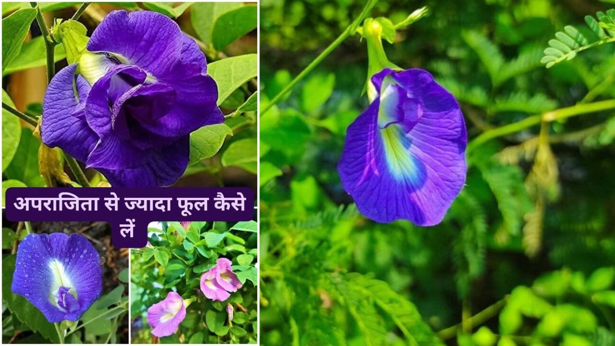 अपराजिता