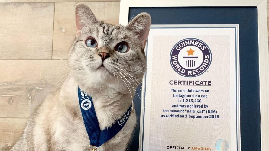 Source: Instagram/@nala_cat