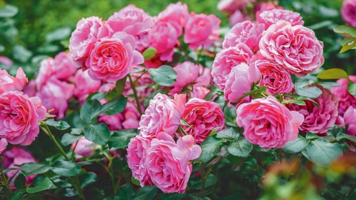 Tips To Take Care Of Rose 