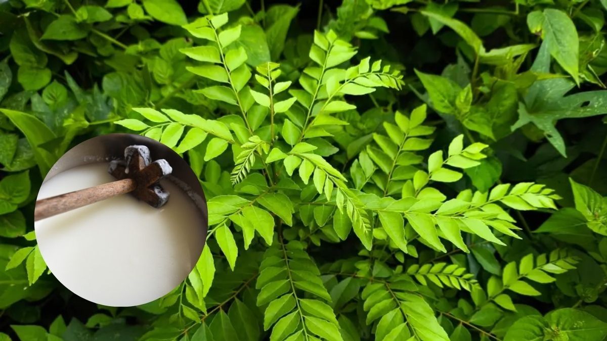 Winter Care for Curry Leaf Plant