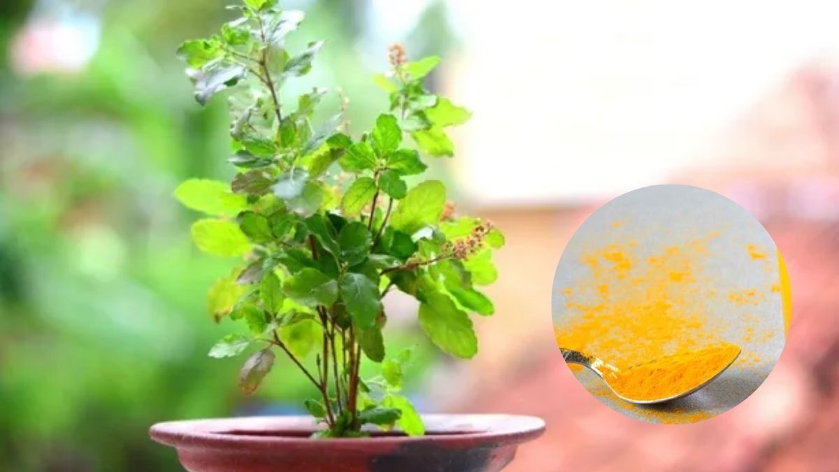 Tulsi Care Tips In Winters