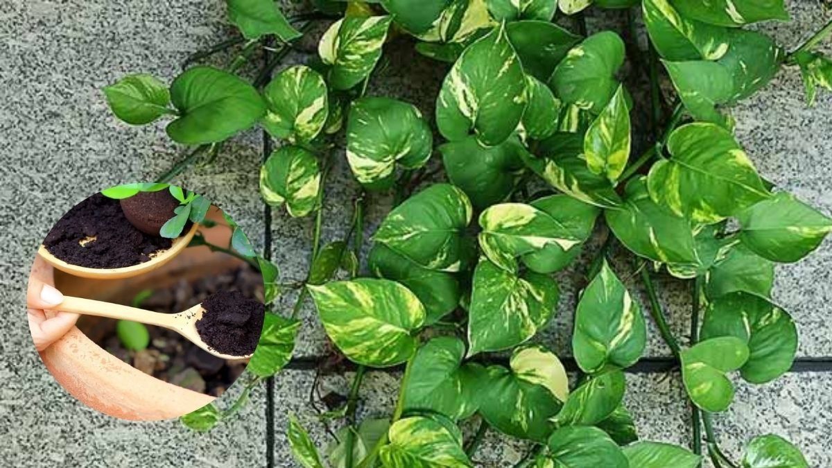 Money Plant Caring Tip